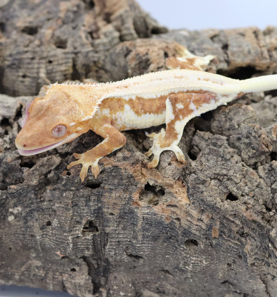 lily white crested gecko for sale Crested Gecko