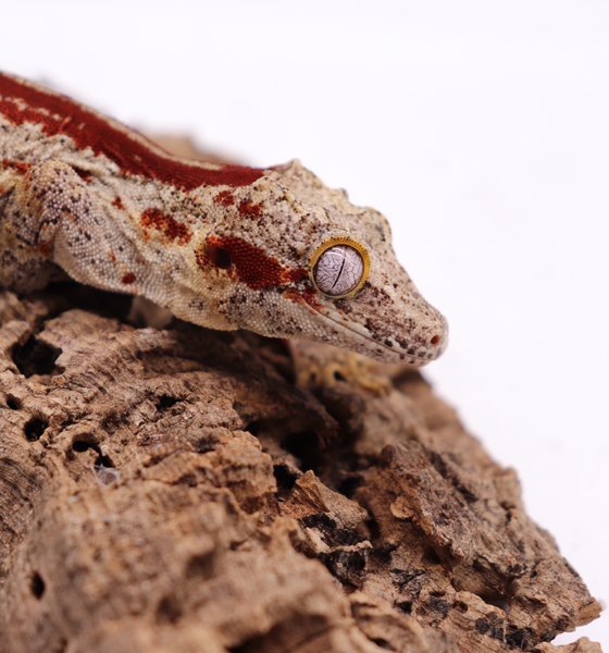 Gargoyle Gecko Breeders Roberson Reptiles