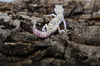 TUG Snow Leopard Gecko - Roberson Reptiles