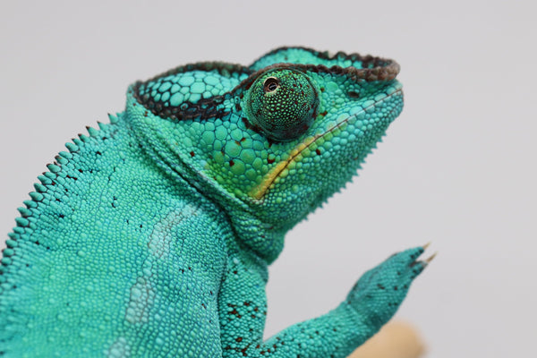 Nosy Be Panther Chameleon
