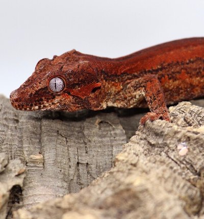 Gargoyle Gecko Eating
