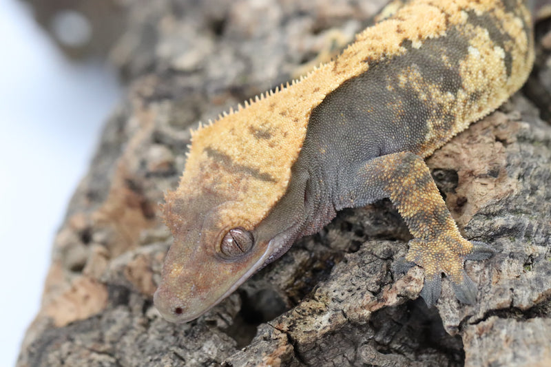 Crested Gecko -  Female