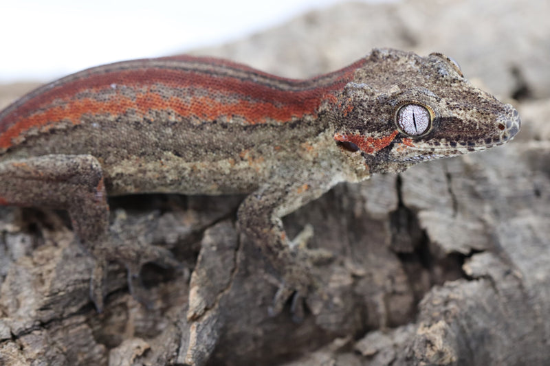 Gargoyle Gecko - GF22-4 - Roberson Reptiles