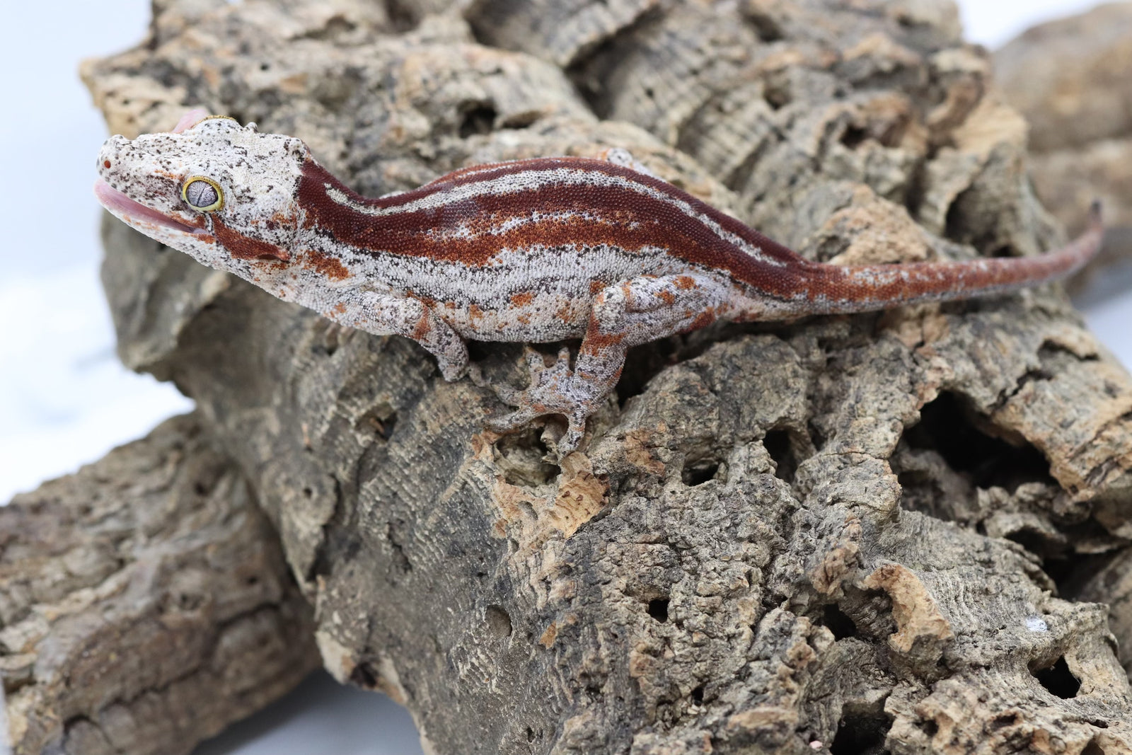 3dRose Gartenflagge Gecko Cameo – 30,5x45,7 Cm – Bunte Tierflagge Für Garten, Terrasse & Haus
