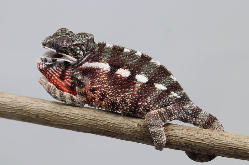 Male Maroantsetra Panther Chameleon for Sale - Roberson Reptiles