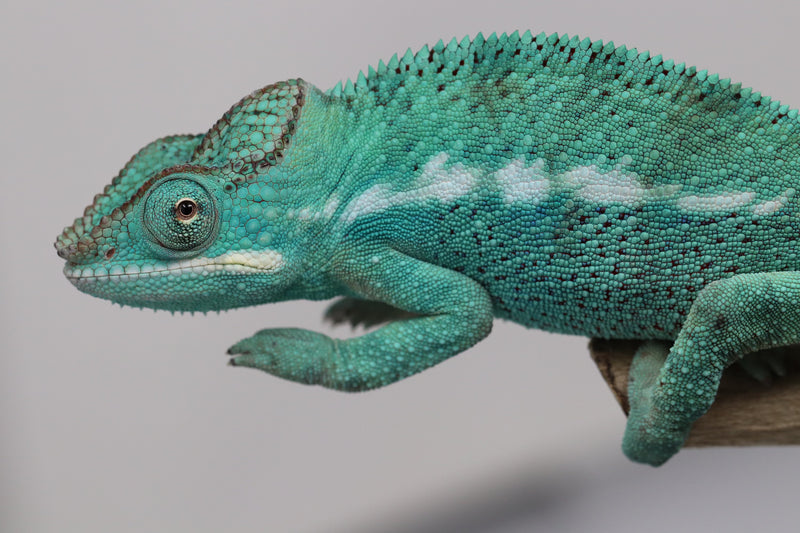 Male Nosy Be Panther Chameleon for Sale - Roberson Reptiles