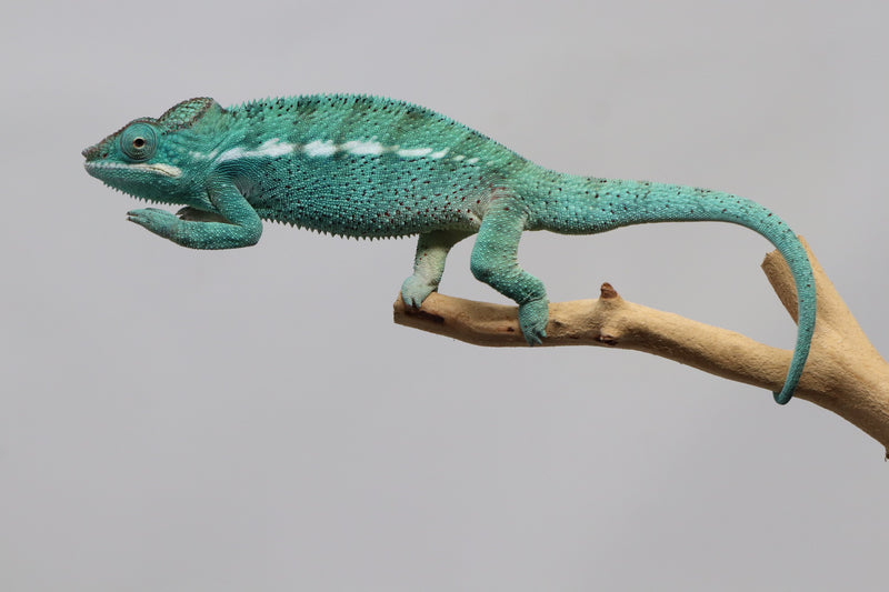 Male Nosy Be Panther Chameleon for Sale - Roberson Reptiles