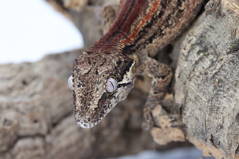 Gargoyle Gecko - GF22-10 - Roberson Reptiles