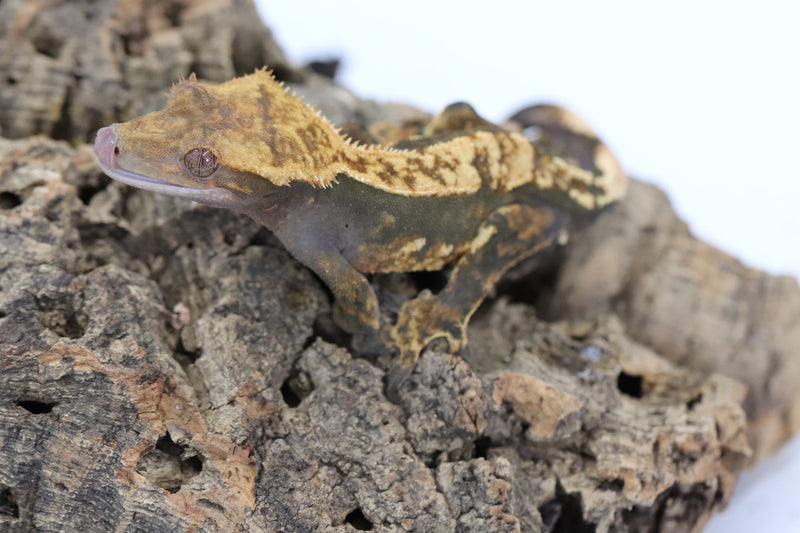 Crested Gecko -  Black Base Male