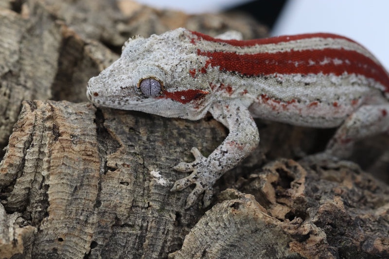 Gargoyle Gecko - GM22-9 - Roberson Reptiles