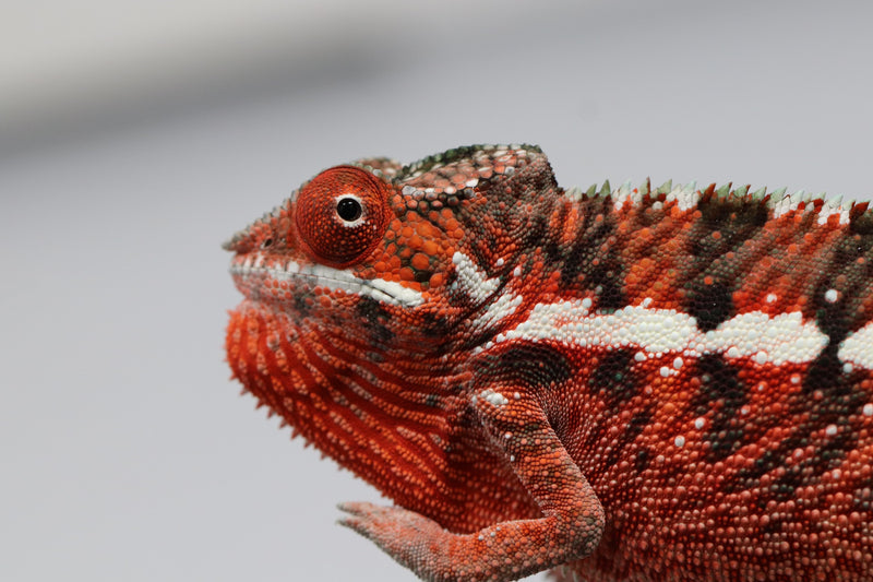 Male Ankaramy Panther Chameleon for Sale - Roberson Reptiles