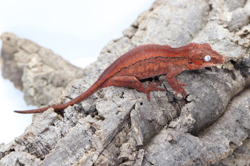 Gargoyle Gecko - GF22-2 - Roberson Reptiles