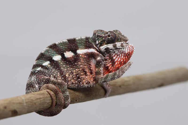 Male Maroantsetra Panther Chameleon for Sale - Roberson Reptiles