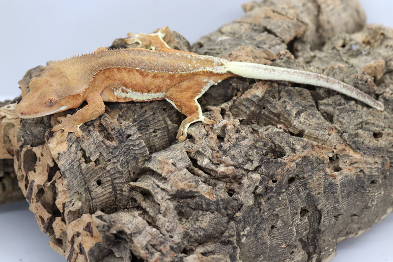 Crested Gecko - Phantom Lilly White Female