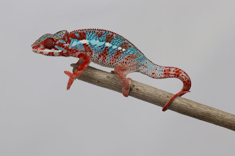 Male Ambilobe Panther Chameleon for Sale - Snoop X Optimus - Roberson Reptiles