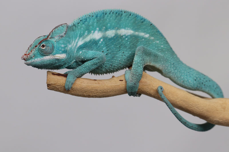 Male Nosy Be Panther Chameleon for Sale - Roberson Reptiles