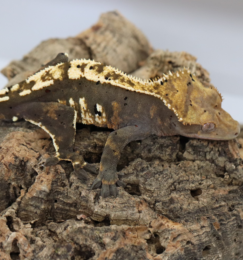 Crested Gecko -  Black Base Male