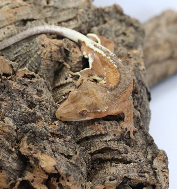 Crested Gecko - Phantom Lilly White Male
