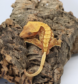 Crested Gecko - Red Harlequin Male