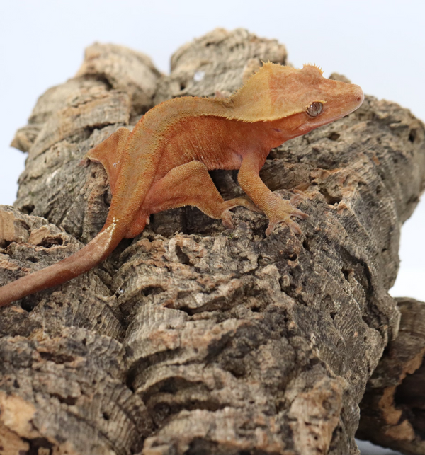 Crested Gecko - Red Phantom Male