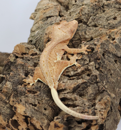 Crested Gecko - Phantom Lilly White Male