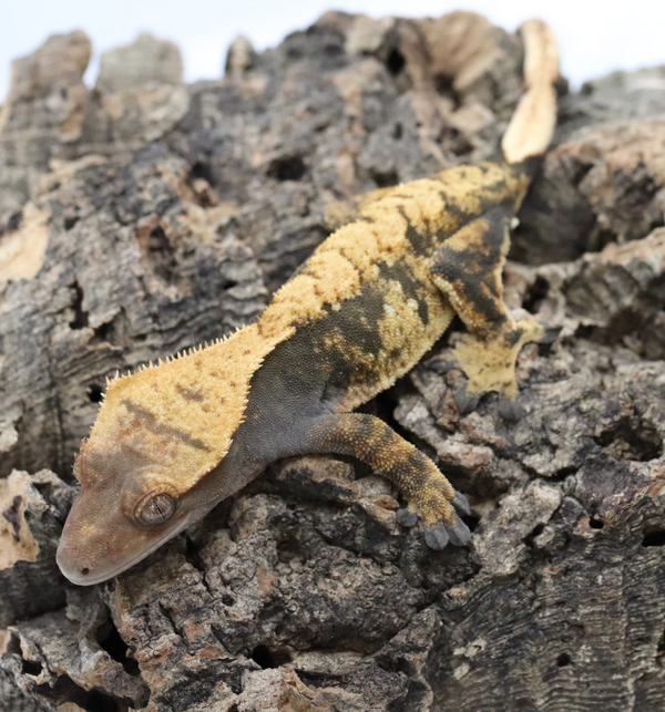Crested Gecko -  Female