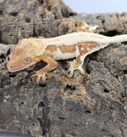 Crested Gecko -  Lilly White Female