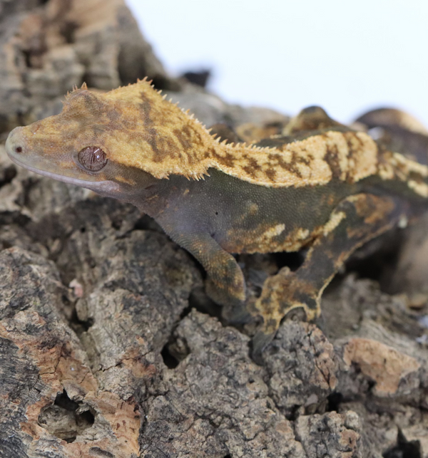 Crested Gecko -  Black Base Male