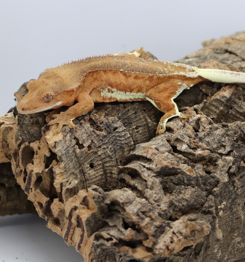 peace lily crested gecko Crested Gecko
