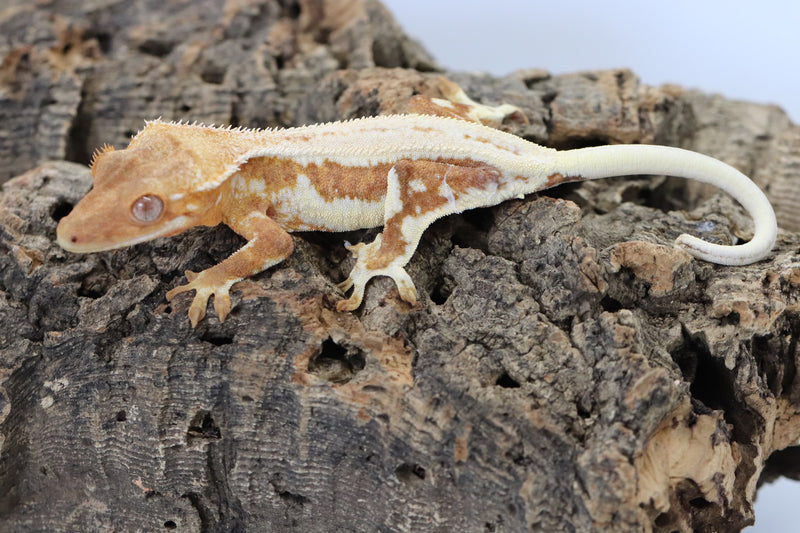 orange lily white crested gecko Crested Gecko