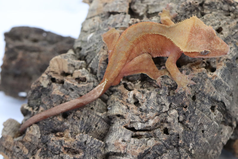 Crested Gecko - Red Phantom Male