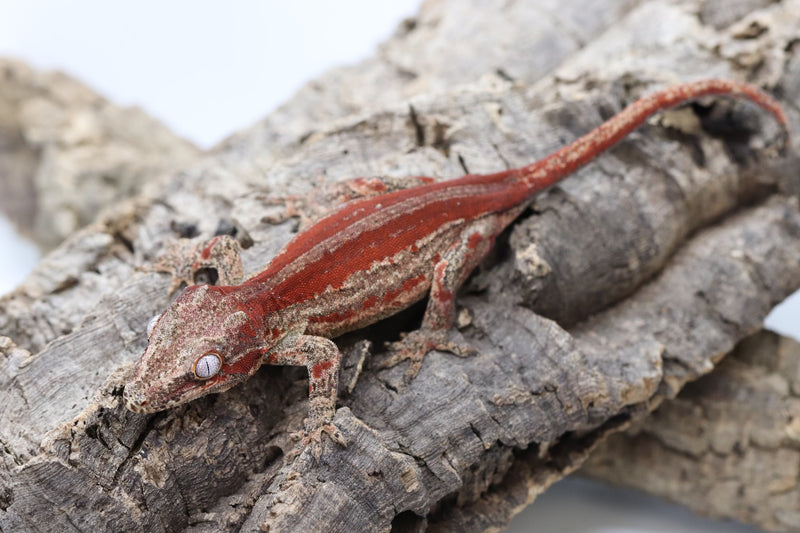 Gargoyle Gecko - GF22-3 - Roberson Reptiles