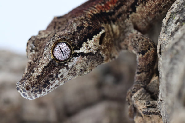 Gargoyle Gecko - GF22-10 - Roberson Reptiles