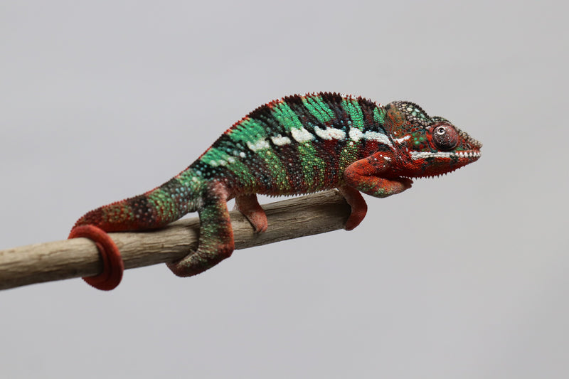 Male Ambilobe Panther Chameleon for Sale - Moby X Nixon - Roberson Reptiles