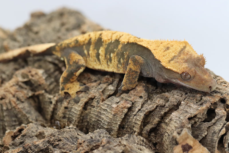 Crested Gecko -  Female