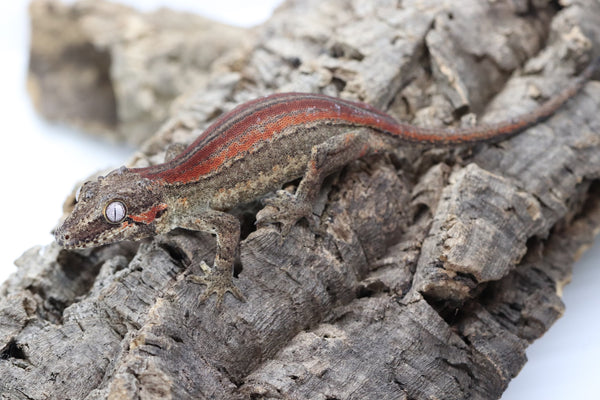 Gargoyle Gecko - GF22-4 - Roberson Reptiles