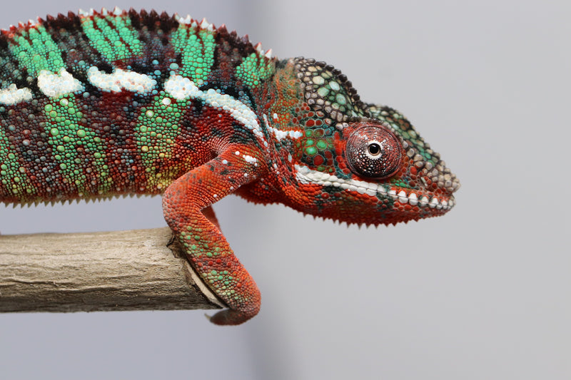 Male Ambilobe Panther Chameleon for Sale - Moby X Nixon - Roberson Reptiles