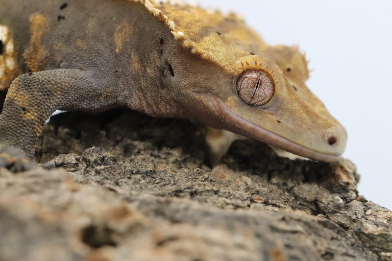 Crested Gecko -  Black Base Male