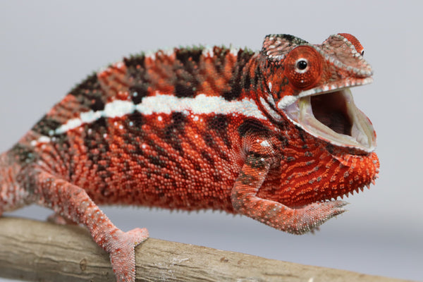 Male Ankaramy Panther Chameleon for Sale - Roberson Reptiles
