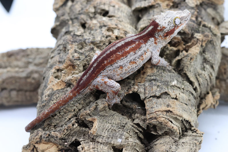 Gargoyle Gecko - GF22-6 - Roberson Reptiles