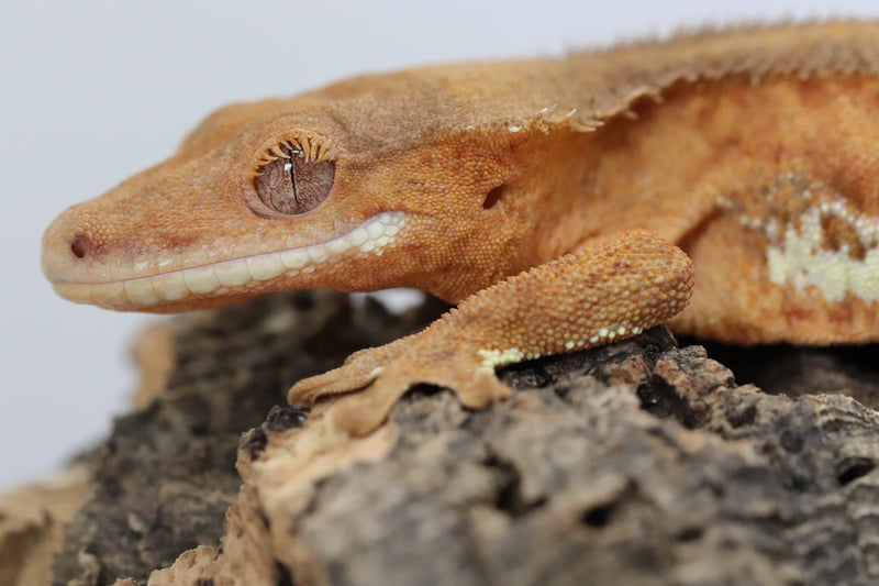 peace lily crested gecko Crested Gecko