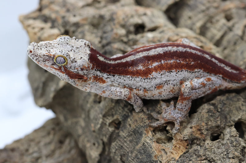 Gargoyle Gecko - GF22-6 - Roberson Reptiles