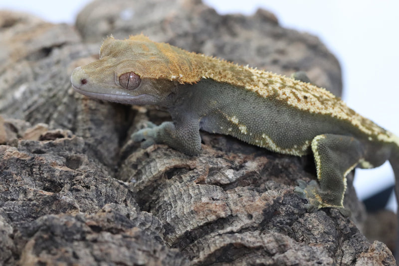 Crested Gecko - Black Base Male