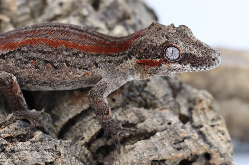 Gargoyle Gecko - GF22-8 - Roberson Reptiles