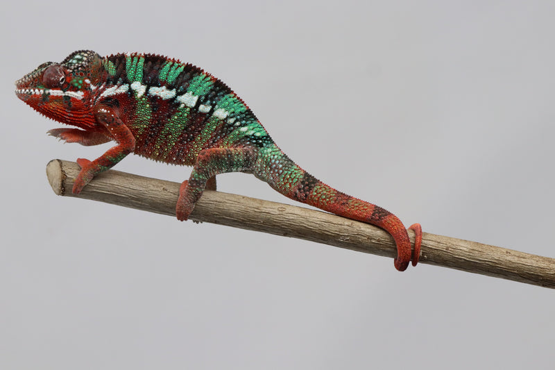 Male Ambilobe Panther Chameleon for Sale - Moby X Nixon - Roberson Reptiles