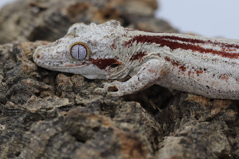 Gargoyle Gecko - GF22-7 - Roberson Reptiles