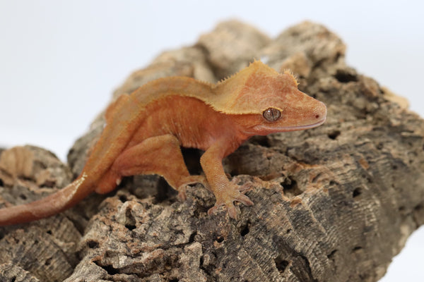 Crested Gecko - Red Phantom Male