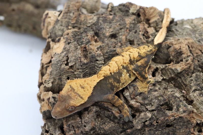 Crested Gecko -  Female