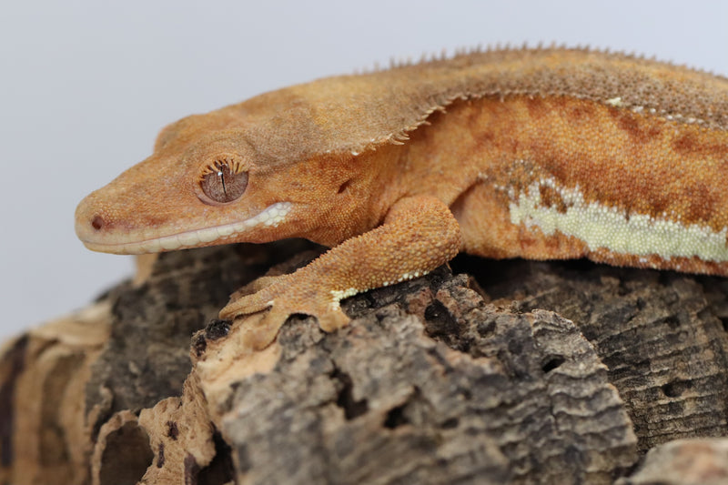 Crested Gecko - Phantom Lilly White Female
