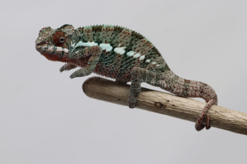 Male Ankaramy Panther Chameleon for Sale - Roberson Reptiles